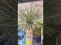 yucca rigida