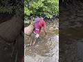 Fishing unique - catching big mud crabs barehanded  #giantcrab #catchmudcrab #crabs