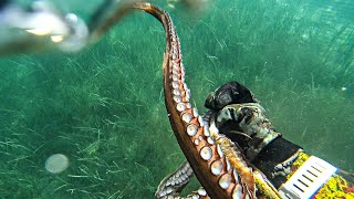 Spearfishing the Shallows - Big Octopus Stalking Me