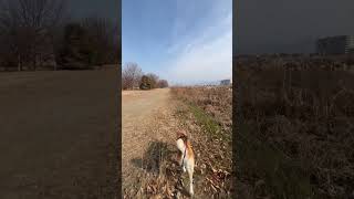 落葉踏み締め河川敷散歩する柴犬マメPart2