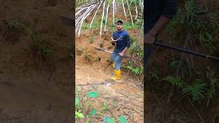 এই গর্ত গুলো দেখলে জান ধুক ধুক করে #পাম_বাগান #malaysia #viralvideo #viralshorts