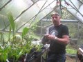 How to Germinate Sabal & Trachycarpus  Palm Seeds Using the Baggy Method