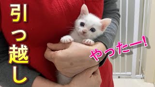 自由に動けるように家を引っ越した生後38日目の子猫【保護猫】