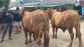 2 EKOR 27 JUTA‼️HARGA AJORR BOLO SIAPAN QURBAN | Pasar Sapi Tubsn