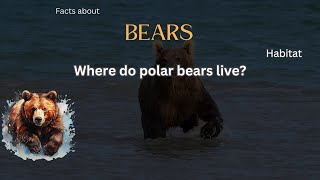 Bear Fact 3 - Where do polar bears live?