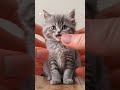 ASMR SQUISHY KITTEN oyeen Cute #squisy #cute #cat #catlover