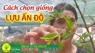 Cách chọn đúng giống LỰU ẤN ĐỘ  ❤ Zalo/phone: 0906617687 hoặc 0907773733  ❤