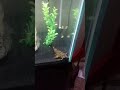 Feeding Goonch Catfish (Bagarius yarrelli)