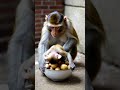 the baby monkey was curious about the old potatoes in the basket @vdsmonkey2228 monky cute shorts