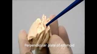 Osteology of the Skull: 10 Ethmoid Bone