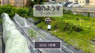 畑のようす【7月号】【恒例】【家庭菜園】