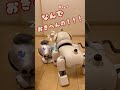 【絶対起きない新型アイボ】に体当たりで起こす20年前のアイボ aibo robot アイボ