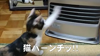 小猫を保護して約２カ月半 ストーブに猫パンチ！