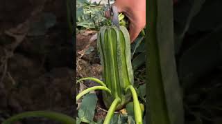 🥑🍐Fresh Vegetable Cutting In My Farm | How To Cut Fruit In My Farm ( Oddly Satisfying Video) #shorts