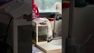 猫咪想偷鱼缸里的鱼吃被主人发现…The cat tried to steal fish from the fish tank and was discovered by the owner...