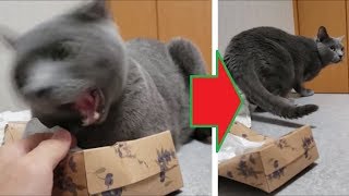 絶対退かない狂暴ティッシュ占領猫。ある方法を使えば一瞬で撃退。