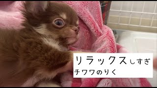 チワワの子犬のリラックスモード【チワワのりく】Chihuahua puppy relax mode