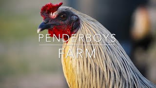 (PENDERBOYS FARM )