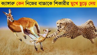 ক্যাঙ্গারু কেন তার বাচ্চাকে শিকারী প্রানীদের মুখে ছুঁড়ে দেয় মরার জন্য ?