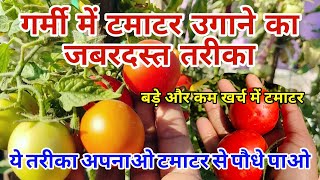 गर्मी में टमाटर उगाने का जबरदस्त तरीका🍅|How To grow Tomato at home|Growing Tips in Summer #gardening