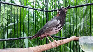 Anis Kembang Gacor Pagi Hari, Cocok Untuk Pancingan Burung Malas Bunyi