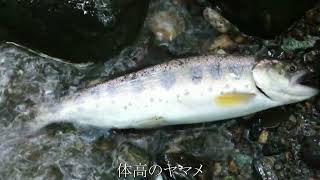 群馬県渓流釣り情報　群馬県渓流釣り終了　9月20日