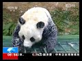 这只爱玩雪的大熊猫，原来还是只小“话痨”