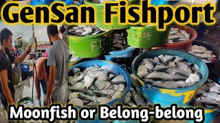 Ang daming isda sa fishport ng Gensan (Moonfish o Belong-belong)