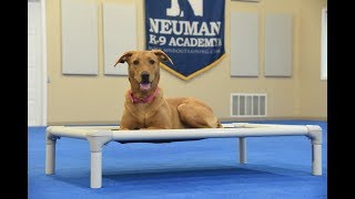 Hazel (Labrador Retriever) Boot Camp Dog Training Video Demonstration