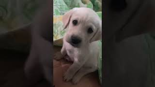 우리집에 온 첫날 래브라도리트리버 심쿵 영상 #Shorts Lovely Labrador Retriever the first day he came to my  home