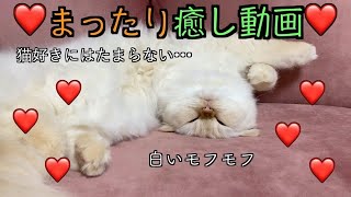 起きても、寝ぼけ続けてる猫ちゃんって可愛いですね❤️