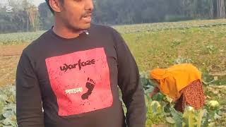 ফুলকপি কিভাবে বাজারজাত করা হয় দেখুন##a #farming #duet #agriculture #gardening #farm