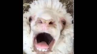 Screaming Sheep BAAAAAHH!!!!!