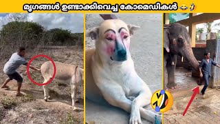 മൃഗങ്ങൾ ഉണ്ടാക്കി വെച്ച ഏറ്റവും വലിയ കോമെഡികളൊക്കെ കണ്ട് ചിരിച്ച് മരിച്ചു 🤣🤣 | funniest animals