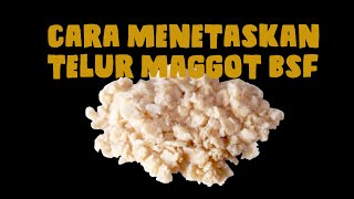 Cara Menetaskan Telur Maggot BSF - Budidaya Maggot BSF