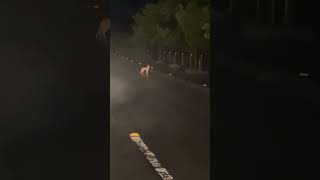 【車内撮影】【野生動物】雨の夜のキツネ