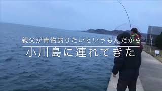 きゃー！ロッドが折れそう❣️73歳の父が初めてヒラマサ釣り上げる！Daiwa LATEO100Mはすごい。折れなかった。折れなかった。折れなかった。しかもリーダー14号😊アジの泳がせ