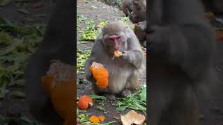 Animals Protecting Wild Macaques Cute Little Monkeys 190921 5