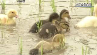 田んぼを整えて 三田市で小学生がアイガモ放鳥