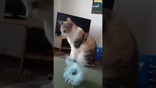 Minni kissa 5.v leikkii.😍🐈😅 Minnistä löytyy myös videoita äitini YouTube kanavalta Tintti Hippunen👍💝