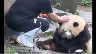 Panda Hehua Drinking Milk. Grandpa Tan takes good care of her. 喝盆盆奶的花花❤️谭爷爷