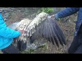 rare vulture found on the way he was sick u0026 about to die 😂😂