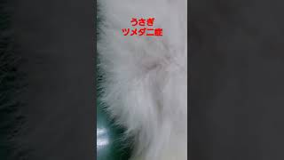 堺市 うさぎ病院 フケはツメダニ症かも!?治療できる!! #shorts