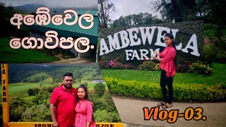 Ambewela farm|නුවරඑළිය|අඹේවෙල ගොවිපළ|Nuwaraeliya.