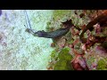 Lionfish Hunter Gives His Catch to Spotted Moray Eel