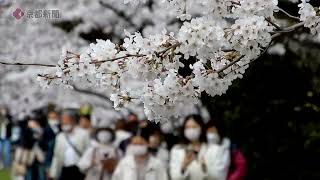 【京都の桜】京都「哲学の道」の桜並木（2022年4月4日　京都市左京区）