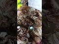 Live octopus 🦑 in South Korea #octopus #amazing #ytshorts #fyp #new #shorts