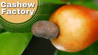 Ever wondered where Cashew nuts come from? Phuket Cashew factory, เม็ดมะม่วงหิมพานต์มาจากไหน