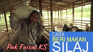 Pemberian Silaj kepada ternakan oleh Pak Faisal KS