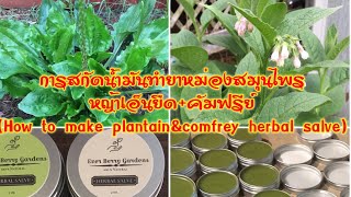 วิธีทำยาหม่องสมุนไพรหญ้าเอ็นยืด+คัมฟรีย์ (How to make plantain+comfrey herbal salve).